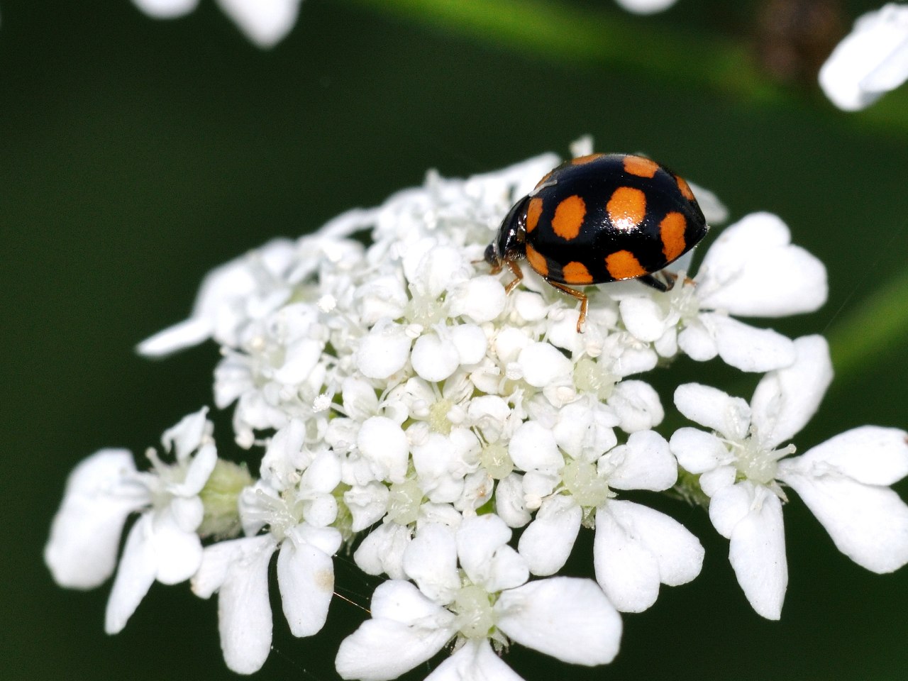 Coccinella 1